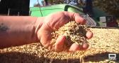 Siembra temprana de avena en Fontanosas