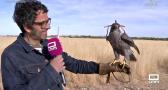 Halcones adiestrados en la base aérea de Los Llanos