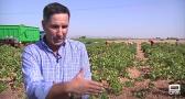 Se adelanta la campaña de la vendimia y muchos agricultores aún no tienen cuadrilla