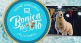 Abiertas las votaciones para elegir a la oveja más Bonica de Castilla-La Mancha