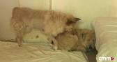 Brenda y Brandon, en busca de un hogar urgente