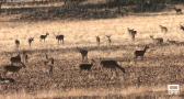 Como cada otoño, comienza la berrea