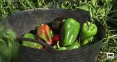 Cocinamos pimientos en plena temporada