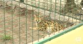 Fauna y Acción, un espacio donde los animales salvajes tienen una segunda oportunidad