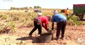 La familia Rodríguez Fernández de vendimia, un tradición que pasa de generación en generación