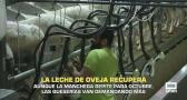 La leche de oveja recupera - 30/09/2025
