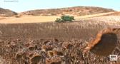 Nos vamos a recoger pipas de girasol a Cogolludo