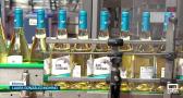 La cooperativa "El Progreso", primera en embotellar sus vinos jóvenes
