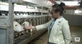 Importadores extranjeros conocen cómo se hace el queso manchego