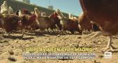 Gripe aviar en Castilla y León y Madrid - 02/10/2025