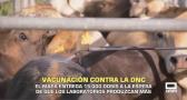 Vacunación contra la DNC. El MAPA entrega 15.000 dosis - 07/10/2025