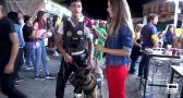 Perros entrenados para resolver altercados y peleas