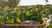 Recolección de tabaco en la Sierra de Gredos