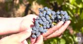 Vendimia en la Finca Río Negro de Cogolludo
