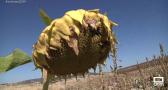 Cuenca está en plena cosecha de girasol