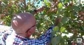 Conocemos unpoco más del cultivo del pistacho