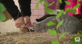Control de la población de gatos en municipios de Cuenca