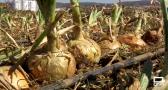 Días de cosecha de cebolla en Los Yébenes