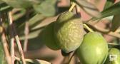Se estima que la cosecha de aceituna será más corta debido a la sequía