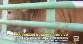 El campo - 17/10/2025