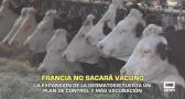 Francia no sacará vacuno para frenar la dermatosis nodular - 20/10/2025