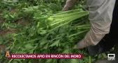 Recogemos brócoli y apio en Rincón del Moro, Albacete