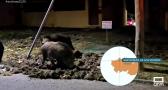 Los jabalíes se pasean por las calles de San Román de los Montes