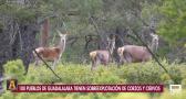 Sobreexplotación de corzos y ciervos en la comarca de Molina de Aragón