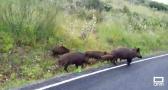 Ciudad Real, una de las provincias más afectadas por los accidentes causados por jabalíes