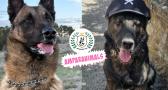 BENEMERITUM: la organización que busca familias adoptivas para agentes caninos