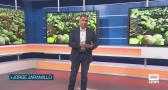 La recolección de aceituna en verde representa el inicio de la nueva campaña - 23/10/2025