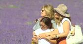 Brihuega regulará el acceso de los visitantes a los campos de lavanda en julio