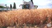 El cultivo del maíz pierde peso en Guadalajara