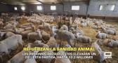 Los nuevos presupuestos de la Junta refuerzan la sanidad animal - 24/10/2025