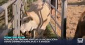 Ante la dermatosis bovina, Agricultura propone ampliar la vacunación a Aragón