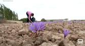 Recogemos azafrán en Tembleque