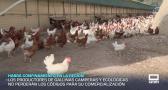 Habrá confinamiento de gallinas camperas y ecológicas hasta febrero - 06/11/2025