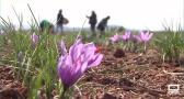 Jornadas del azafrán en Villafranca de los Caballeros