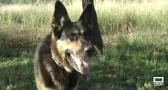 El agente canino Yaki se jubila en Letur