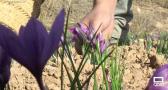 La tradición de cultivar y mondar el azafrán en casa permanece viva