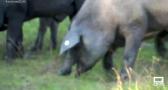 La montanera, la etapa más importante en la cría de cerdo ibérico