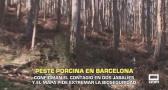 Peste porcina en Barcelona. Confirman el contagio en dos jabalíes - 28/11/2025