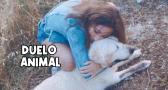 Duelo animal: 'existe, es profundo y es digno'