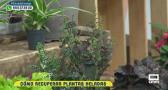 Resucitamos las plantas tras una helada