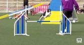 Certamen nacional canino Wao Agility en Madridejos