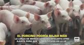 El porcino podría bajar más- 10/12/2025