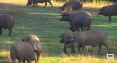 Preocupación en el sector del ibérico por por la peste porcina