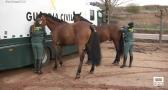 El grupo de caballería de la Guardia Civil vigila el campo