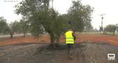La Guardia Civil vigila los olivares