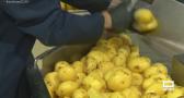Así elaboran las patatas fritas en Fritos Sevilla, en La Solana